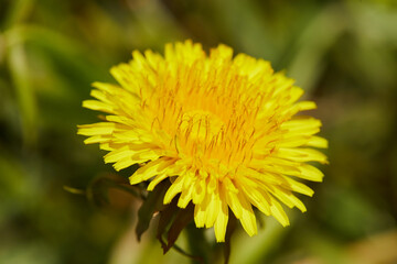 Dandelion, Taraxacum, blowball in the sun , macro close up