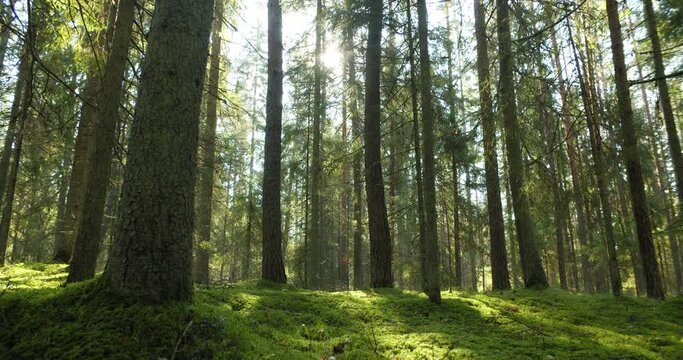 Sun shining between tree trunks in green forest