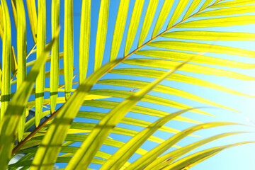 tropical leaf texture, foliage nature green palm background