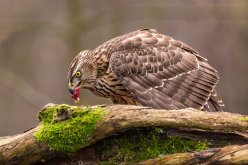 Detailed portrait Northern Goshawk (Accipiter gentilis). Wildlife scenery.