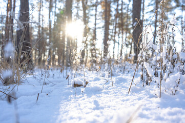 Fototapeta na wymiar Pine tree forest with snow in winter sunny day