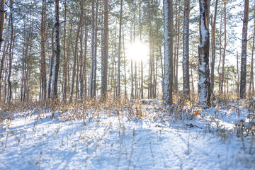 Pine tree forest with snow in winter sunny day