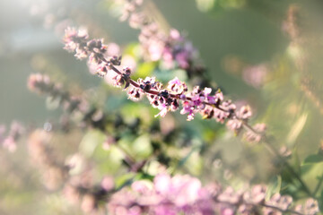 Close up of delicate lavender flower