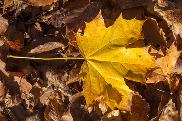 Gelb verfärbtes Ahornblatt auf dem Boden liegend, Deutschland