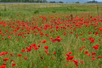 field of poppies