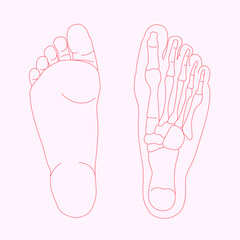 Hand drawn illustration of foot bones isolated on coloured background. red lines illustration of human anatomy. 