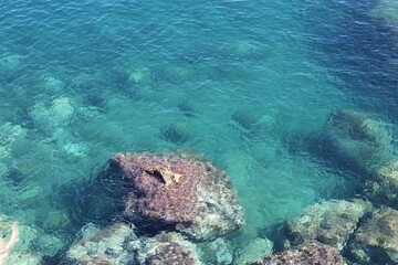 scuba diver and coral