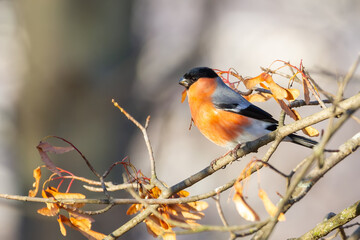Eurasian bullfinch, Pyrrhula pyrrhula. The male sits on a branch and eats maple seeds