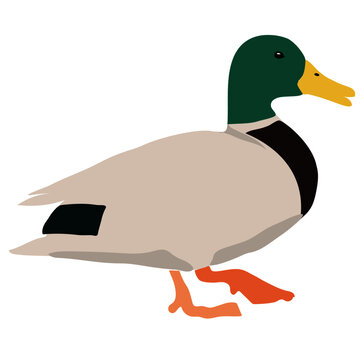 Ente