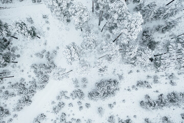 Top down view of high snowy trees. Trees in the snow. Aerial view on frosty forest landscape.