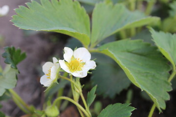 Bushes of flowering strawberries with small white flowers spring fruiting