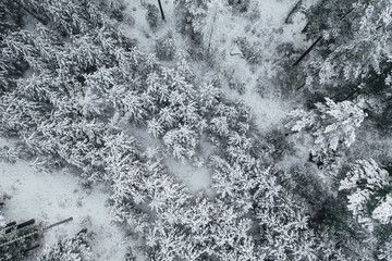 Top down view of high snowy trees. Trees in the snow. Aerial view on frosty forest landscape.