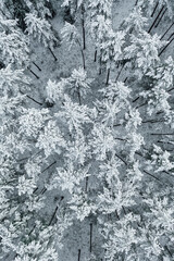 Top down view of high snowy trees. Trees in the snow. Aerial view on frosty forest landscape.