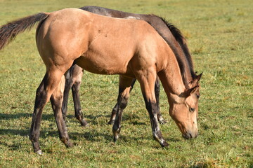 Obraz premium American Quarter Horse Fohlen