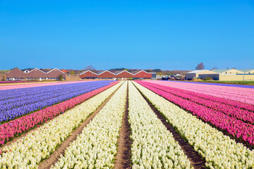 Blooming fragrant fields of hyacinth flowers.