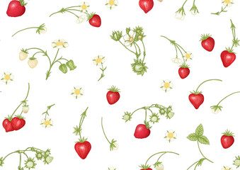Strawberry. Ripe berries. Seamless pattern, background. Vector illustration. In botanical style Isolated on white background