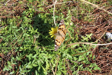 butterfly on a leaf