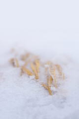 Dry grass covered with snow and ice, selective focus. Winter background.