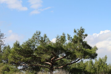 trees in the forest