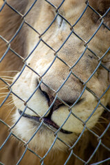 Close up of lion's face (panthera leo) through mesh fence