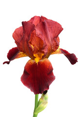 Bearded isolated iris