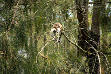 Cotton-top tamarin (scientific name saguinus oedipus) in a she-oak tree