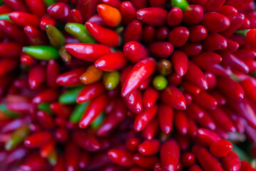 Red hot chilly pepers closeup background