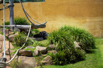 Western lowland gorilla lying down for afternoon nap (scientific name gorilla gorilla gorilla)