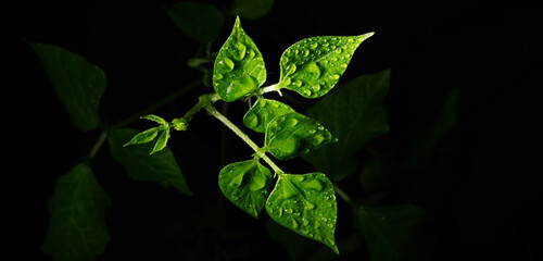 Macro photography. Photographs with a shallow depth of field, the real subject is only a few...