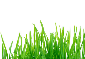 Fototapeta premium Fresh spring green grass isolated on white background with clipping path. Summer green grass over white. Green lawn isolated.