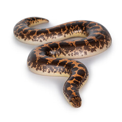 Top view of adult female Kenyan sandboa aka Gongylophis colubrinus. Isolated on white background.