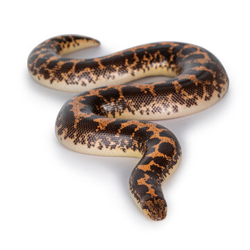 Top view of adult female Kenyan sandboa aka Gongylophis colubrinus. Isolated on white background.