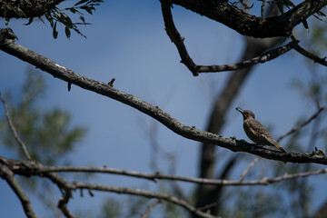 Northern Flicker with grape