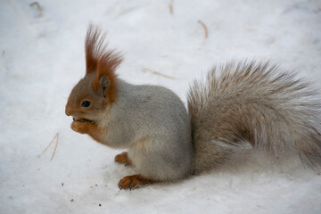 The squirrel eats a nut in the snow.