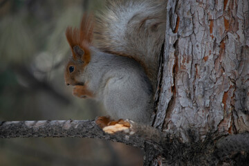 A squirrel eats a nut on a pine branch.
