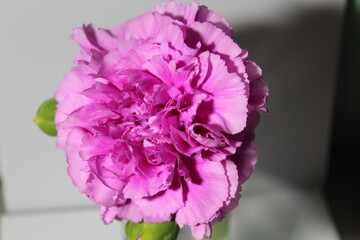 Obraz premium pink and white flower