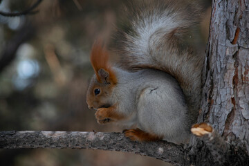 A squirrel eats a nut on a pine branch.
