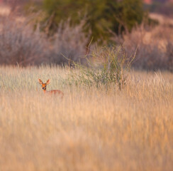 Steenbok o Raficero comun,  Fauna del Desierto de Kalahari, Namibia, Africa