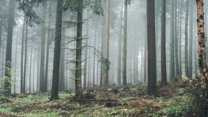 Wald im Nebel, Mischwald, Bäume