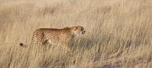 GUEPARDO (Acinonyx jubatus), Namibia, África, Fauna de África