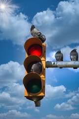 Photo of a pigeon above the traffic lights at noon