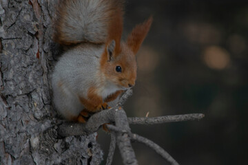 The squirrel is sitting on a pine branch.