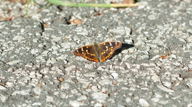 Apatura ilia butterfly on grey ground