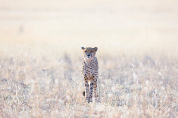 GUEPARDO (Acinonyx jubatus), Namibia, África, Fauna de África
