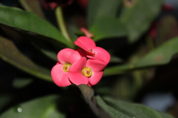 pink and white orchid