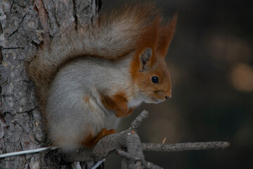 Obraz premium The squirrel is sitting on a pine branch.