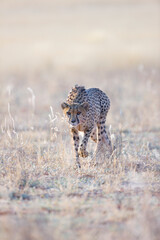 GUEPARDO (Acinonyx jubatus), Namibia, África, Fauna de África