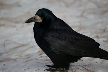 crow stands in the snow.