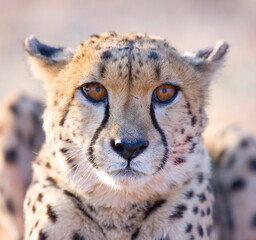 GUEPARDO (Acinonyx jubatus), Namibia, África, Fauna de África