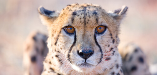 GUEPARDO (Acinonyx jubatus), Namibia, África, Fauna de África